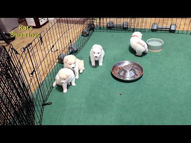 Shiba Inu puppies’ playful first adventures