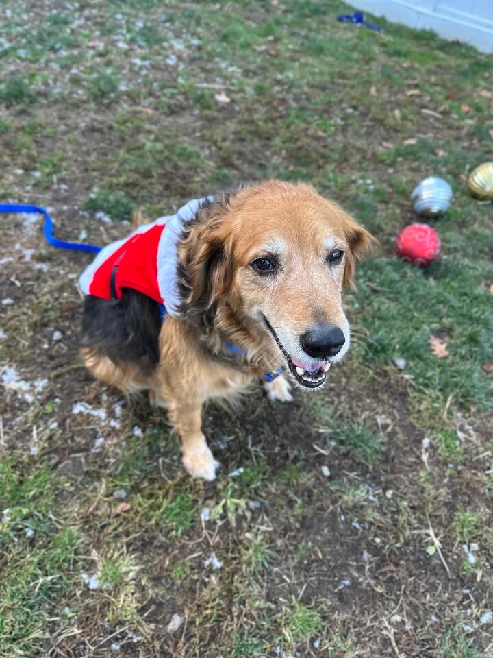 Free dog adoptions across Massachusetts!