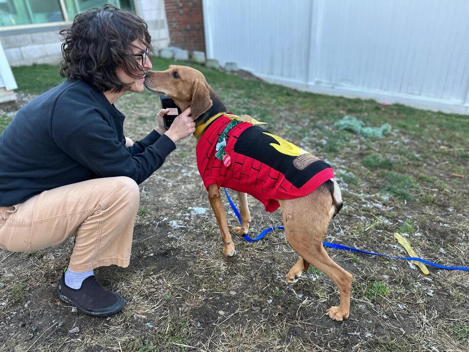 Free dog adoptions across Massachusetts!