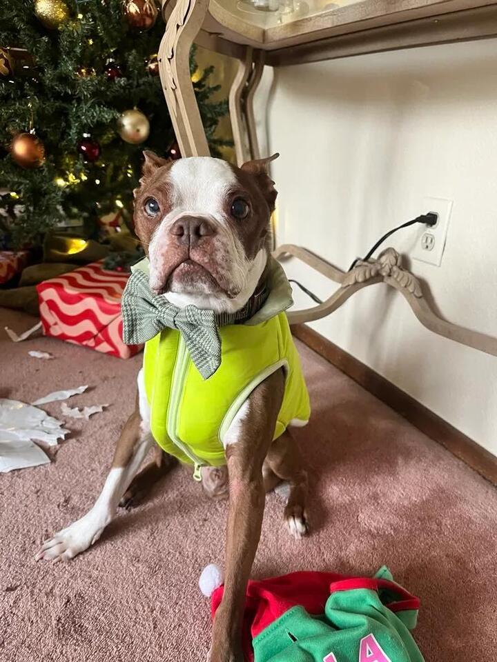 Making Christmas magical for our senior pup