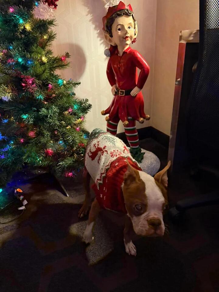 Making Christmas magical for our senior pup