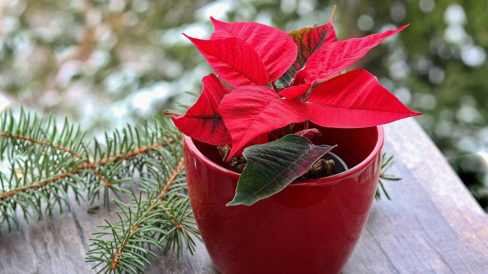 Winter Flowers That Outshine Poinsettias