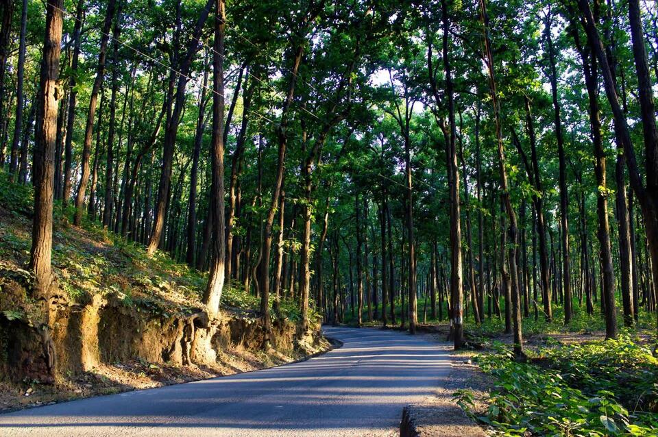 Bears Gone Wild: Why They're Skipping Sleep