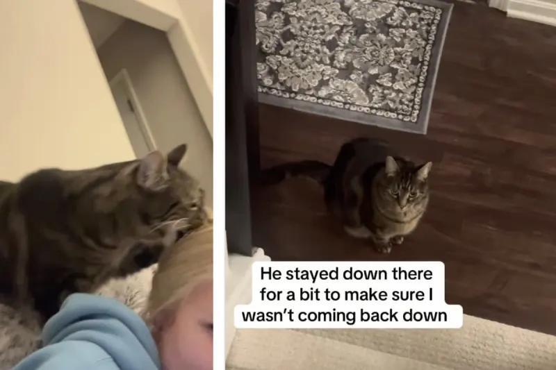 Milo the cat’s bedtime drama has us laughing