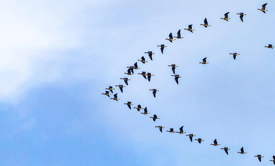 Birds Are Racing Against Climate Change