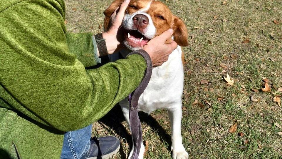 Waffle the pup is ready for her Austin family