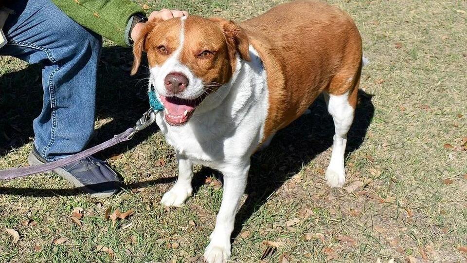 Waffle the pup is ready for her Austin family
