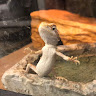 Pchie 