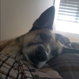 LibertyDog