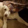 YellowDog Delta