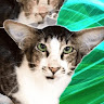 j cat