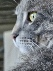 observer