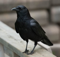 Animalsrule2