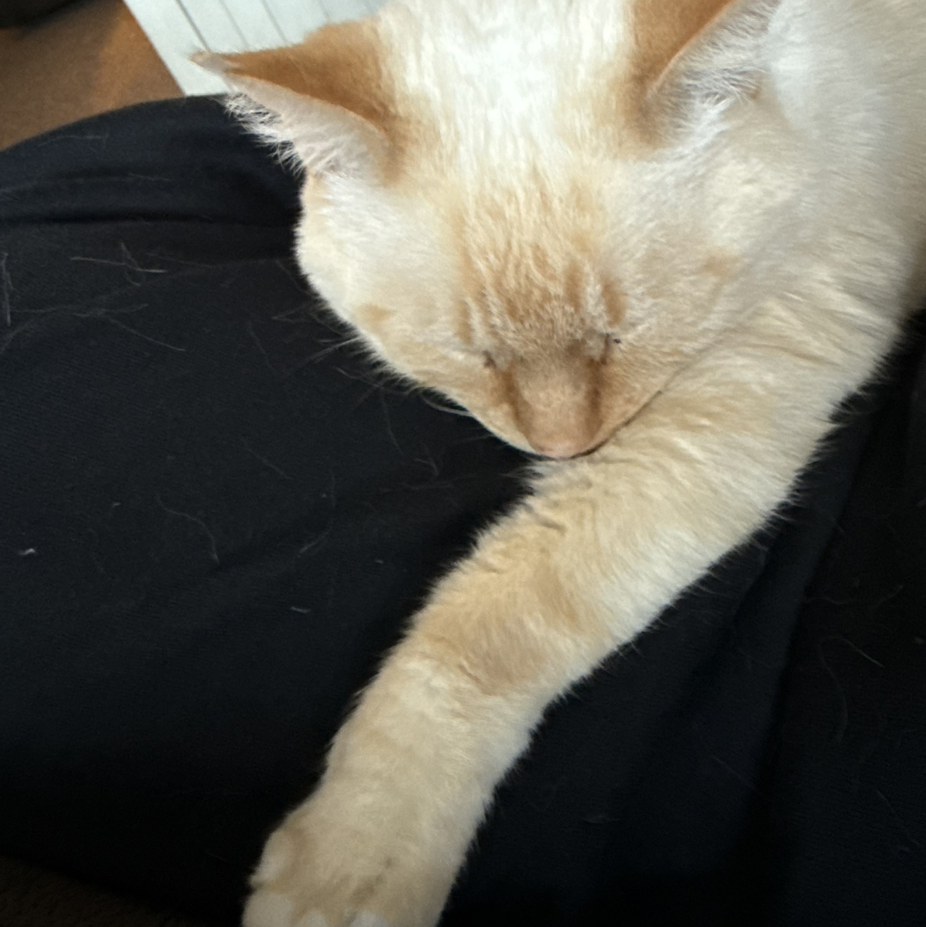 Cat life
