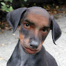 Barky Barker