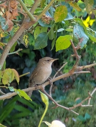 SenoritaPaulita