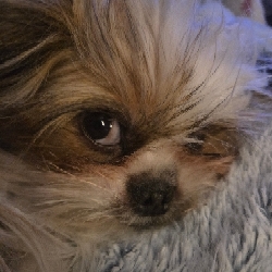 Tootsie
