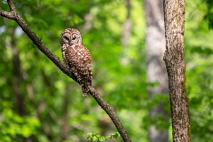 Owlincognito
