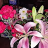 E ambrosia