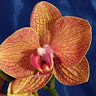 Lori Burritt