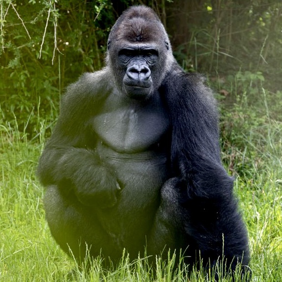 YARD APE