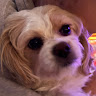 DOGGYGAL 