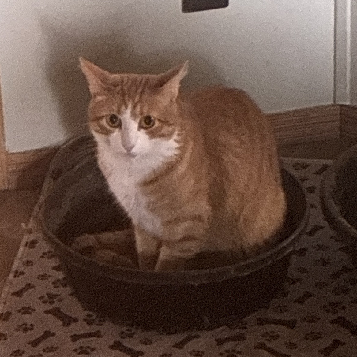 TwinkieIsMyCat