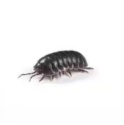 Its Rolly polly 