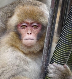 Monke