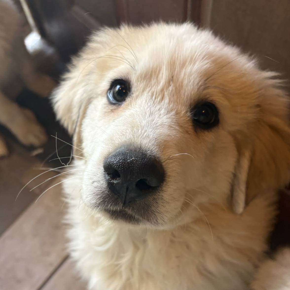 Pyr-Support24/8